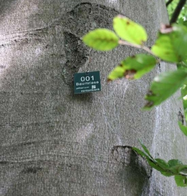 Eine umweltfreundliche Plakette, die zur Identifizierung als Baumriesen an dem Baum angebracht wurde. (Nachhaltigkeits-Projekt: 1 000 Baumriesen) Beim Projekt 1 000 Baumriesen werden alte, große und vitale Bäume gezielt aus der Holznutzung/-verwertung herausgenommen. Das Bild zeigt umweltfreundliche Plakette, die zur Identifizierung des Baums als Baumriesen angebracht wurde.