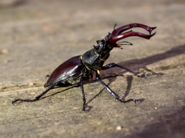 Neuer Lebensraum für den Hirschkäfer. (Nachhaltigkeits-Projekt: Hirsch der Insekten) Erhalt und Förderung der Fledermaus. Das Nachhaltigkeits-Projekt "Draculas Speisekammer"