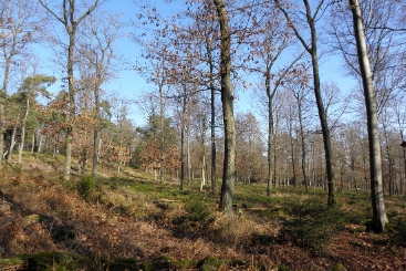 Der lichtdurchflutete Wald auf dem Sommerhang im Forstrevier Buchenborn. (Nachhaltigkeits-Projekt: Sommerhang) Lichtdurchfluteter Wald auf dem Sommerhang