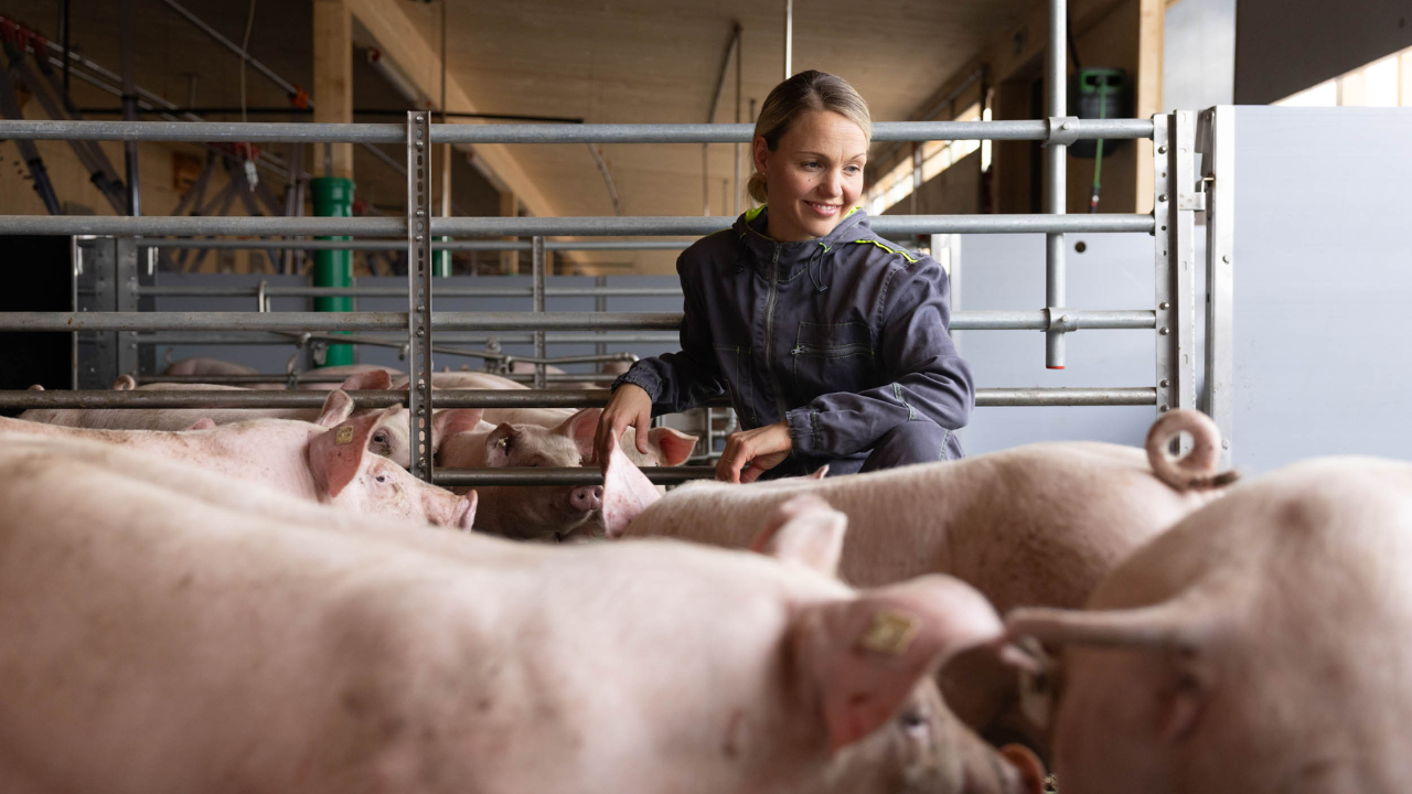 Gesa Langenberg in ihrem Schweinestall umgeben von Schweinen Gesa Langenberg in ihrem Schweinestall umgeben von Schweinen