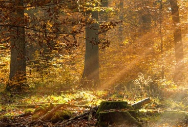 Im Forstrevier Buchenborn werden die Flächen nach strengen ökologischen Bewirtschaftungsgrundsätze bewirtschaftet.